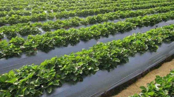 Mulch para uso agrícola - Imagen 3