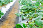 Mulch para uso agrícola