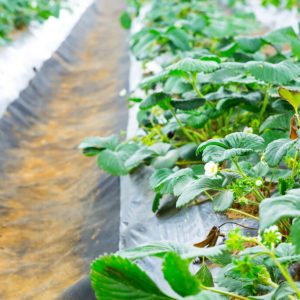 Mulch para uso agrícola